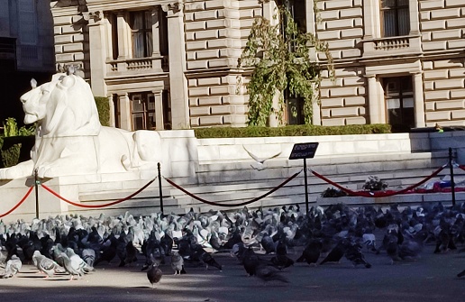 Wild pigeon birds gathered at George square of glasgow scotland england uk