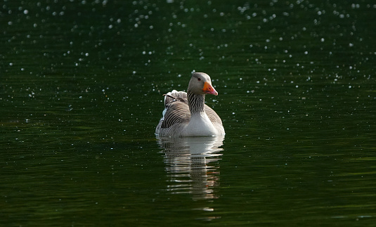 A greylag goose reflected in the dark green coloured waters of a lake.