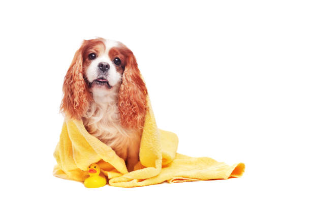 istock Sitting king charles spaniel wrapped in yellow towel 1429989687