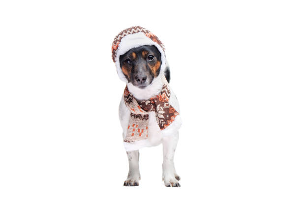 istock Jack russel terrier wearing winter hat and scarf in a white studio 1429989860