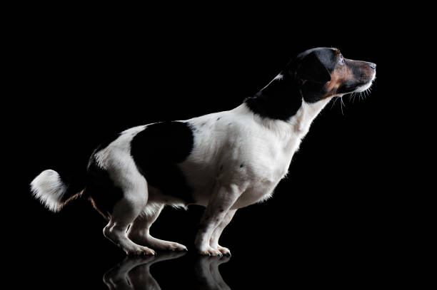 istock Low key picture of a jumping jack russel terrier 1429989896