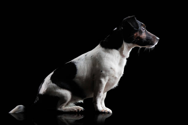 istock Side view low key picture of a jack russel terrier 1429989942