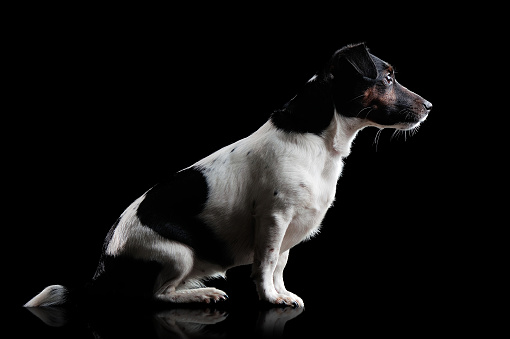 Side view low key picture of a jack russel terrier