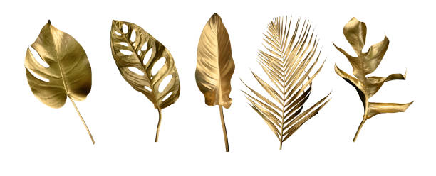 istock ropical leaves in gold color on white space background 1429994107