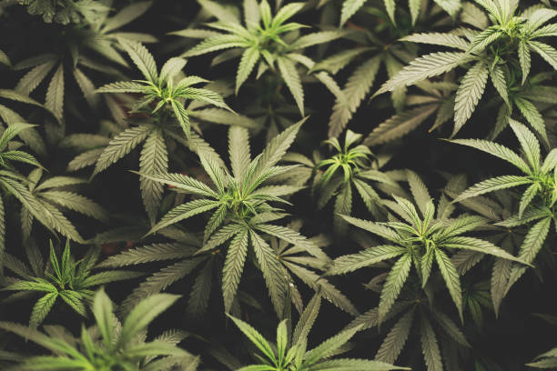 istock marijuana leaves cannabis plants a beautiful background 1429994139