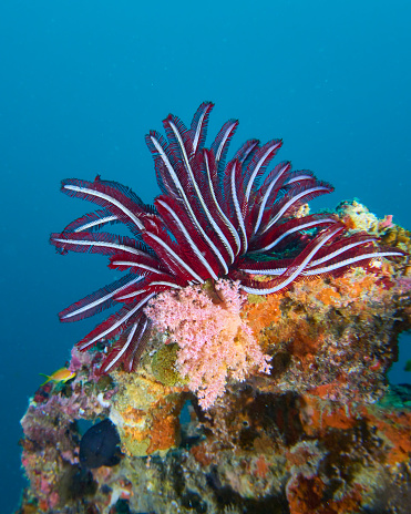 Feather star on the reef