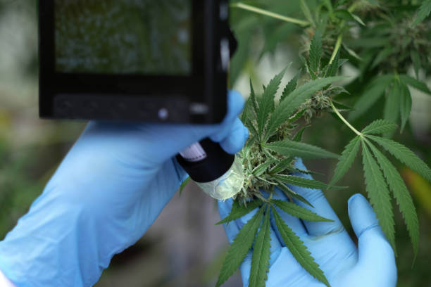 istock Closeup marijuana researcher use microscope to analyze CBD in curative cannabis farm before harvesting to produce cannabis products 1429994161