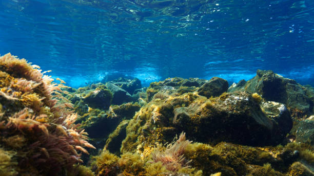 istock Underwater landscape with colorful algeas in rays of light 1429994321