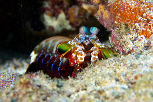 Peacock mantis shrimp on the reef in maldives