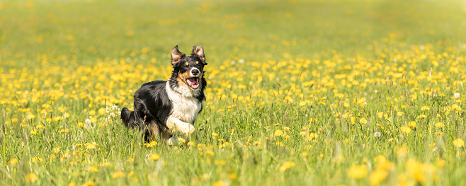 Handsome Border Collie dog on a green meadow with dandelions in the season spring.
