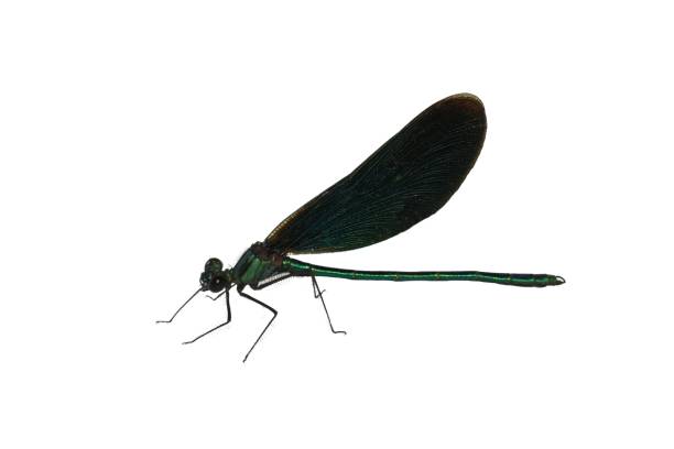 istock Calopteryx virgo male 1429995403