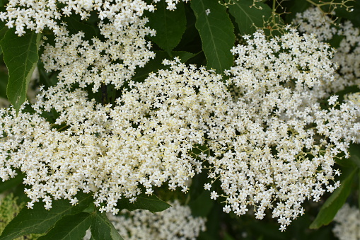Closeup on white flowers of black elder sambucus nigra