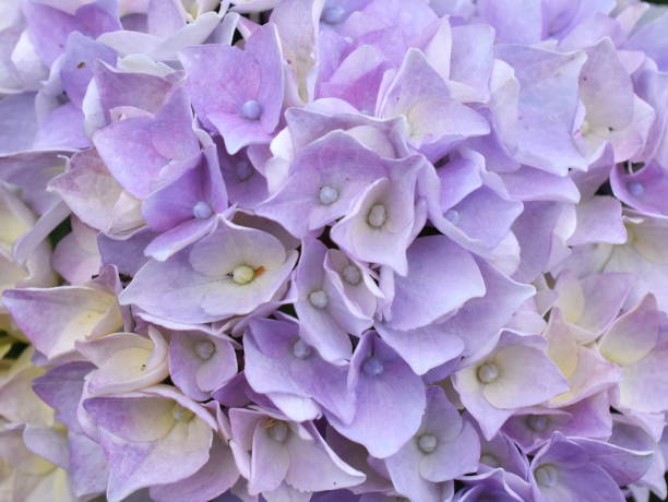 istock purple mophead flower 1429996030