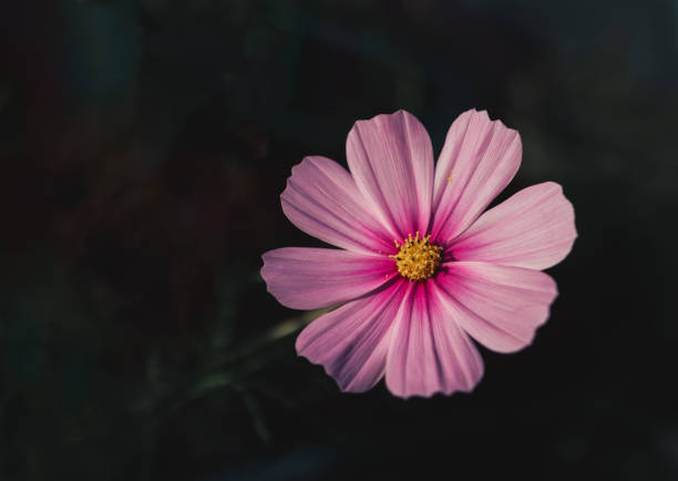 istock Sonata pink cosmos macro photography 1429997375