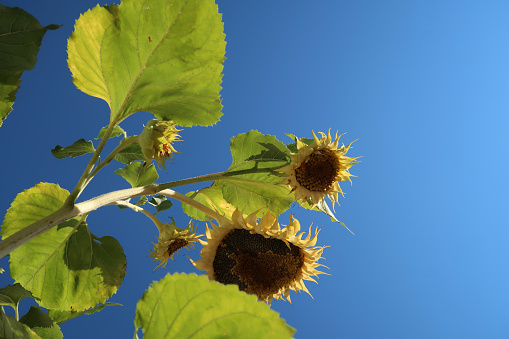 Sunflower, Blue Clear Sky Background