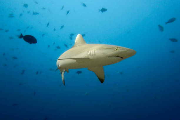 grey reef shark - tubarão cinzento dos recifes imagens e fotografias de stock