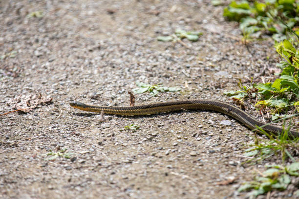 Rat snake, Elaphe sauromates