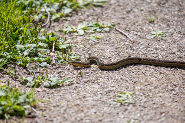 istock A common garter snake slithering along a hiking path in Ontario. 1430000208