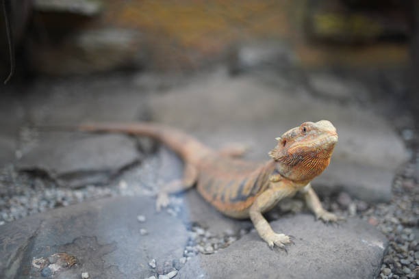 istock Iguana reptile standing on a stone, close-up. 1430000295
