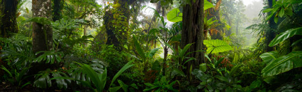 istock Tropical rainforest in Costa Rica 1430000879