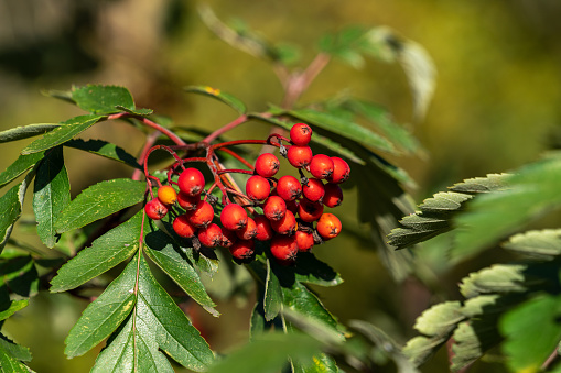 Bunches of red mountain ash on a branch closeup