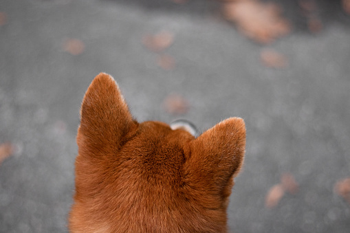 Japanese dog of the Shiba Inu breed looks into the distance and only her red ears are visible.