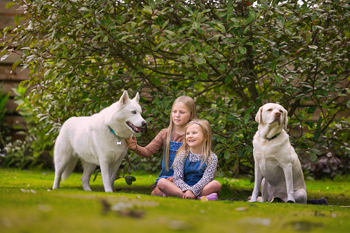 Siblings resting outdoors with their Labrador and Husky.
