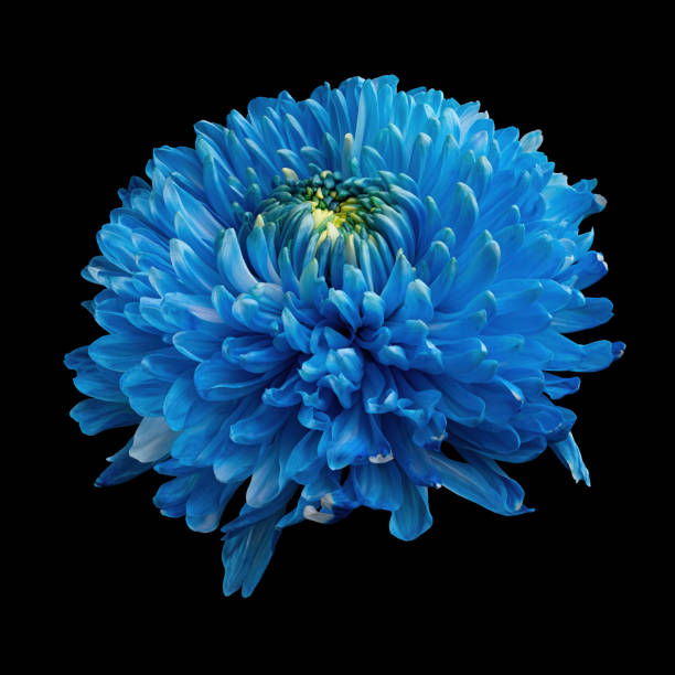 istock Blooming blue chrysanthemum flower isolated on black background. Studio close-up shot. 1430004106