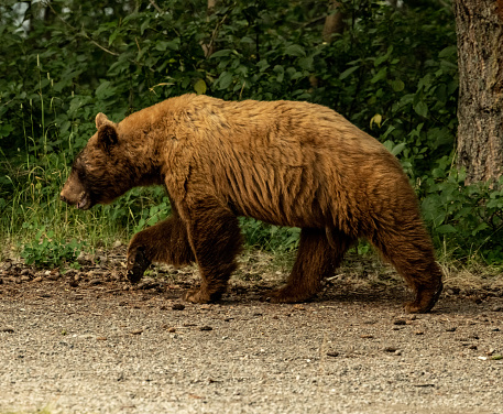 istock Cinnamon Black Bear Profile While Walking 1430004311