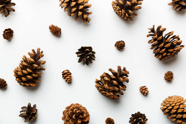 istock pine cones on colored table. natural holiday background with pinecones grouped together. Flat lay. Winter concept 1430004317