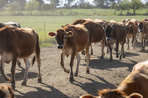 istock Jersey cows walking to the milking parlor 1430005264