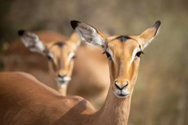 A high compression image of two impalas looking at the camera