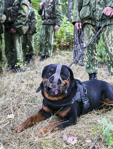 A soldier with a military working dog on a blurred background. Special forces exercises in Belarus.