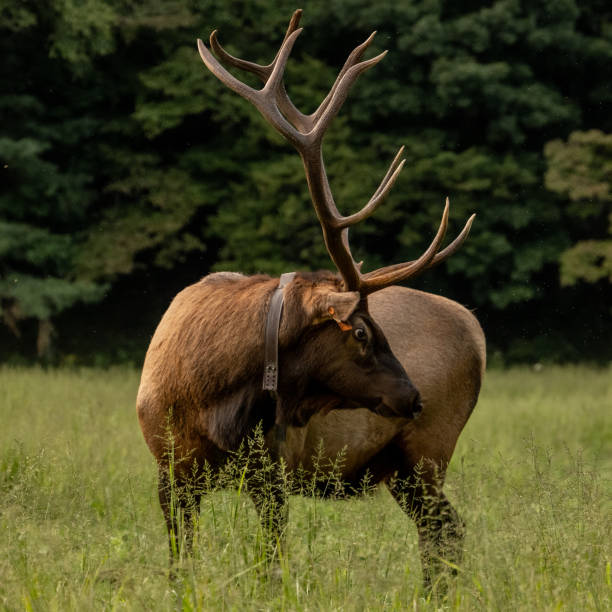 istock Large Tagged Bull Elk Looks Back 1430006261