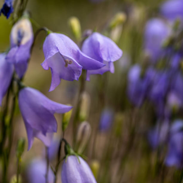 istock Light Purple Harebells Blooming in Wildflower Field 1430006543