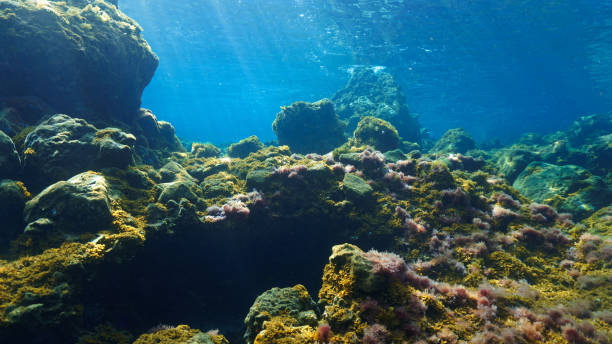 istock Underwater landscape with colorful algeas in rays of light 1430006890