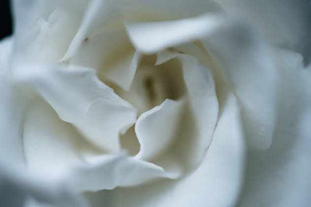 istock Petal Edges of Gardenia Bloom 1430008076