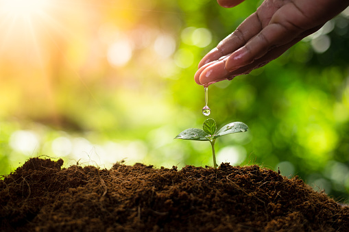 Earth day concept. Drop water on hand for growing tree. Protect the environment. Renewable energy for future. Global warming concept. Sustainable resources.