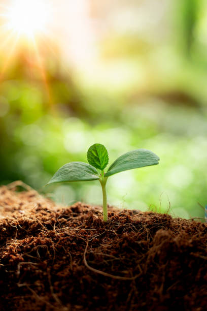 istock Earth day concept. Renewable energy for future. Sustainable resources. 1430009881