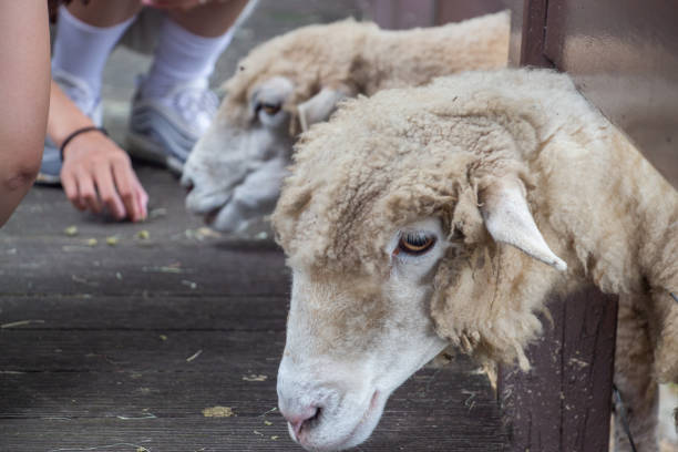istock Cute sheep in the farm 8 1430011770