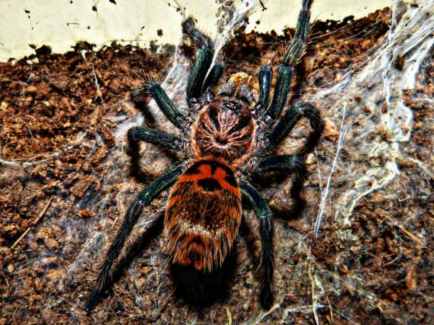 istock Tiger Rump Tarantula 1430016382