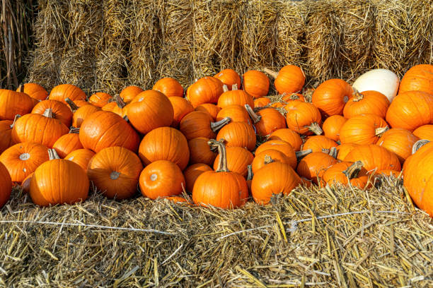 istock Pumpkins and gourds, Halloween celebration 1430016455
