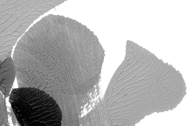 istock black white abstract acrylic painting color texture on white paper background by using rorschach inkblot method 1430017452