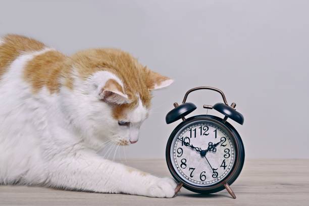 istock Cute tabby cat playing with a retro alarm clock on the table. 1430020673