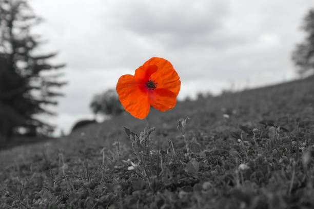 Close-up de papoula - símbolo de lembrança da Primeira Guerra Mundial - foto de acervo