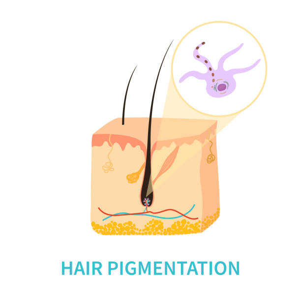 схема пигментации цвета волос и производства меланина - melanocyte stock illustrations