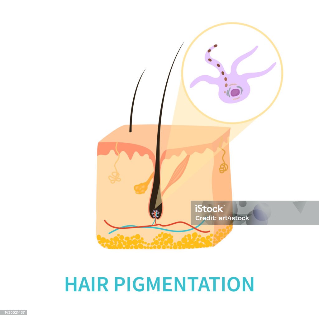 Hair Colour Pigmentation And Melanin Production Diagram Stock Illustration  - Download Image Now - iStock