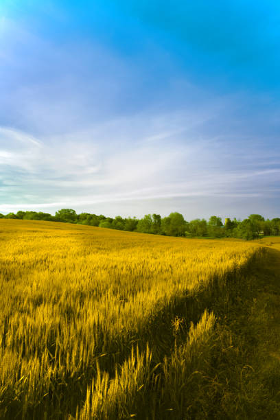 Wheat field in early morning-Hamilton County, Indiana