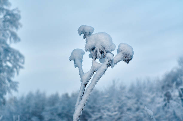 Beautiful Christmas landscape, Against the sunset sky,  Snow covered tree branches