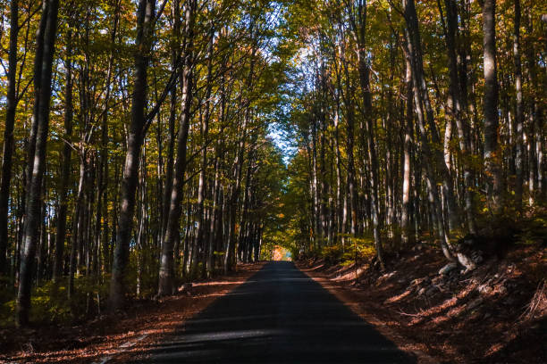 Narrow lane passing through a grove in autumn